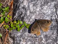 Braunauge Schmetterling sitzt auf Fels